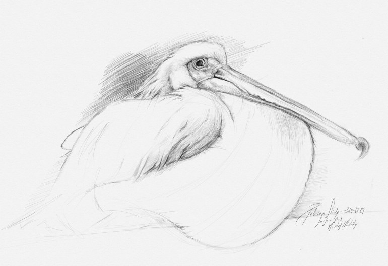 pelican_sketch